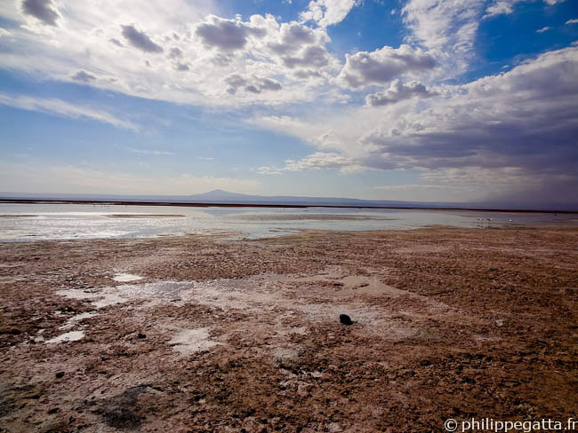 Laguna Chaxar, Salar de Atacama (© P. Gatta)