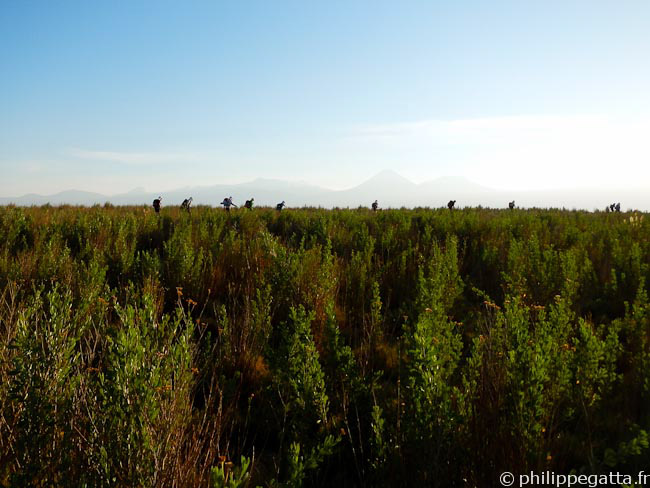 Runners in the high grass of the Atacama Salar (© P. Gatta)