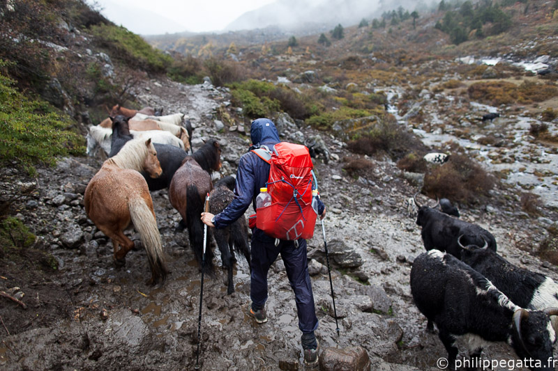 Philippe under the heavy rain of Phailin, Langtang (© R. Bull)