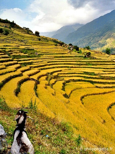 Himal Race (© P. Gatta)